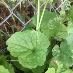Cabbage leafminer thumbnail 3