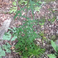 Canada wild lettuce thumbnail 4