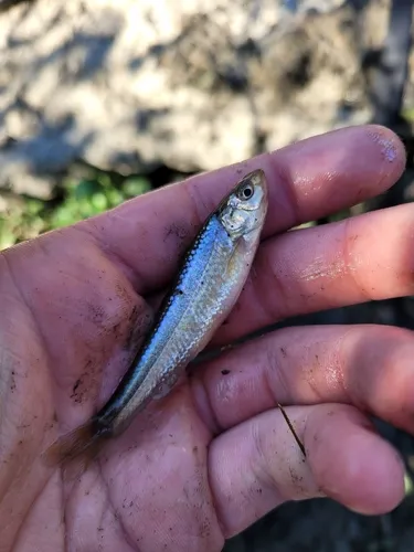 Eastern Silvery Minnow
