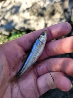 Eastern Silvery Minnow thumbnail 1