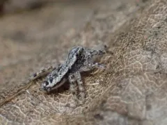 Phanias monticola thumbnail 4
