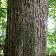 slippery elm thumbnail 2