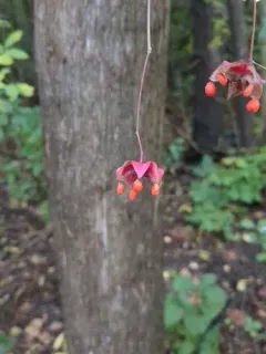 Large-leaved Spindle thumbnail 3
