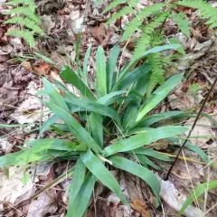broad-leaved sedge thumbnail 2