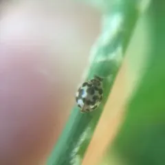 Twenty-spotted Lady Beetle thumbnail 2