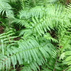 narrow-leaved glade fern thumbnail 1