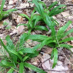 plantainleaf sedge thumbnail 2