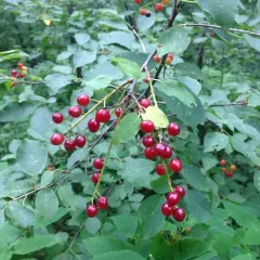 chokecherry thumbnail 2