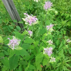 wild bergamot thumbnail 5