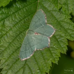 Common Emerald thumbnail 2