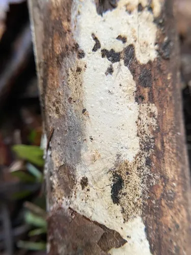 Clubbed Crust