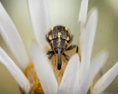 Anthonomus lecontei thumbnail 4