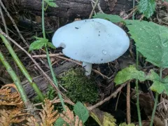 Pluteus tomentosulus thumbnail 1