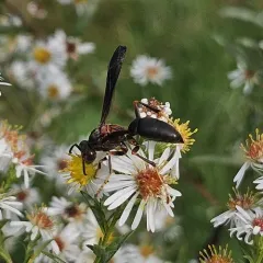 Metric Paper Wasp thumbnail 3