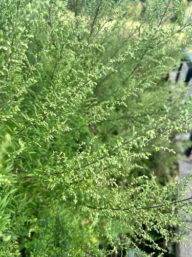 Oriental wormwood
