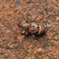 Sthereus quadrituberculatus thumbnail 3