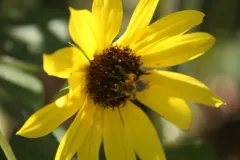 Two-spotted Miner Bee thumbnail 3