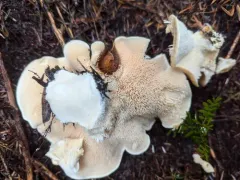 Hydnum olympicum thumbnail 3