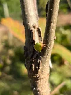 Archasia auriculata thumbnail 4