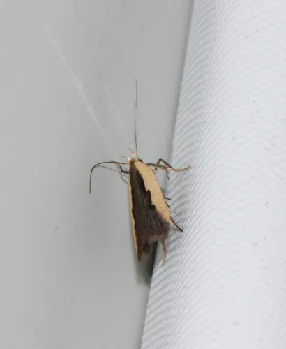Glaser's Dichomeris Moth