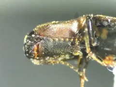 Idolus columbiana thumbnail 2
