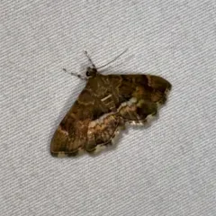 Spotted Beet Webworm Moth thumbnail 2