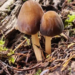 Pluteus fulvibadius thumbnail 3