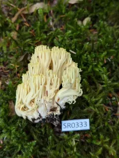 Ramaria cystidiophora thumbnail 4