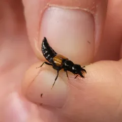 Oxyporus rufipennis thumbnail 4