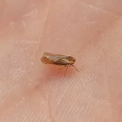 Omolicna uhleri thumbnail 4