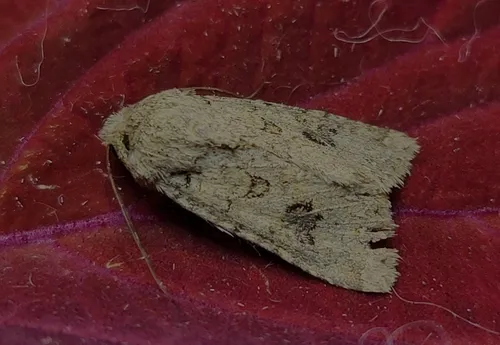 Anarta inconcinna