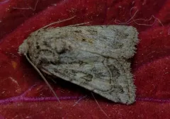 Orbiculate Quaker thumbnail 3