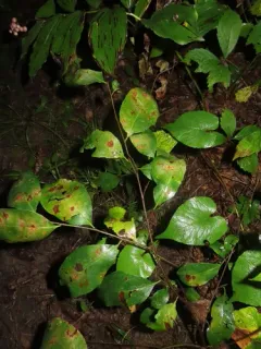 Blumeriella jaapii thumbnail 2