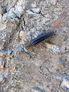 Honeylocust Agrilus thumbnail 3