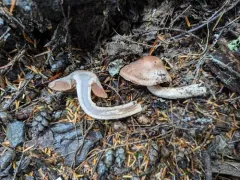 Cortinarius mattiae thumbnail 3