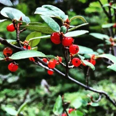 Canadian buffalo-berry thumbnail 4
