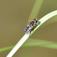 Black-legged Bog Fly thumbnail 3