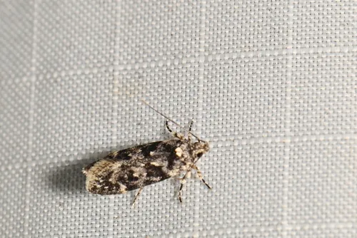 White-spotted Chionodes Moth