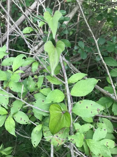 Chinese yam