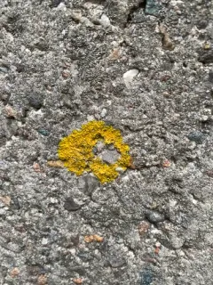 Seaside Sunburst Lichen thumbnail 2