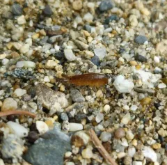 Platorchestia platensis thumbnail 4