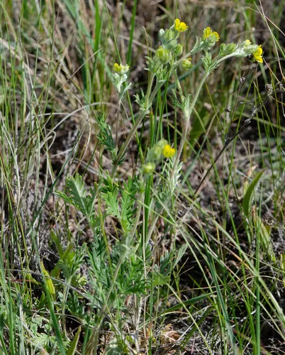 Tansy Cinquefoil
