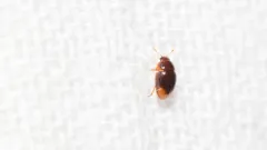 Apical Shining Flower Beetle thumbnail 2