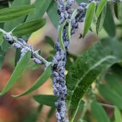 Tufted Vetch Aphid thumbnail 4