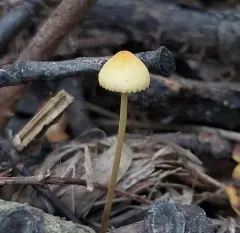Yellow-edged Bonnet thumbnail 3