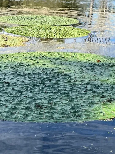Prickly Waterlily