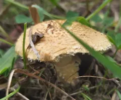 Stropharia kauffmanii thumbnail 4