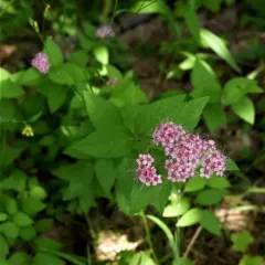 Japanese Spirea thumbnail 3