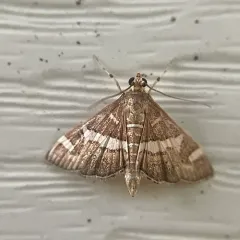 Hawaiian Beet Webworm Moth thumbnail 4