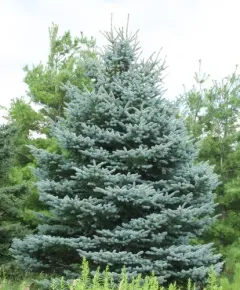 blue spruce thumbnail 4
